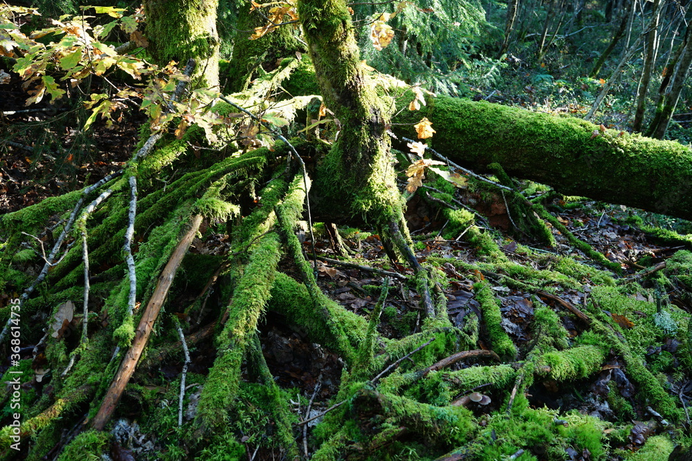 Obraz premium Tree roots covered with moss.