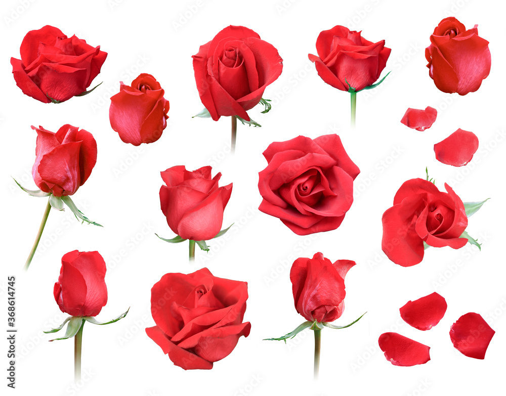 Fototapeta premium red roses on white background