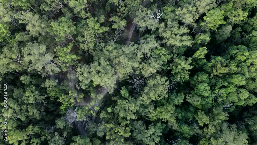 Aerial Forest Fly Over Woodland Tree Line Relaxing Nature Motion Footage above river tree line drone 4K Winter green flora landscape cold desolate quiet scenery b roll rainforest Canopy Sky