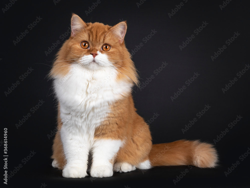 Adorable red with white British Longhair cat, sitting facing front. Looking to camera with big orange eyes. Isolated on black background.