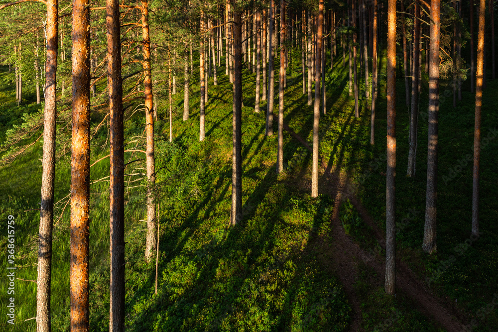sunlit trees with shadows sunlit trees with shadows