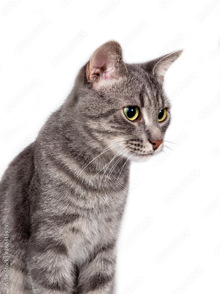 Obraz premium Russian tabby cat isolated on white background