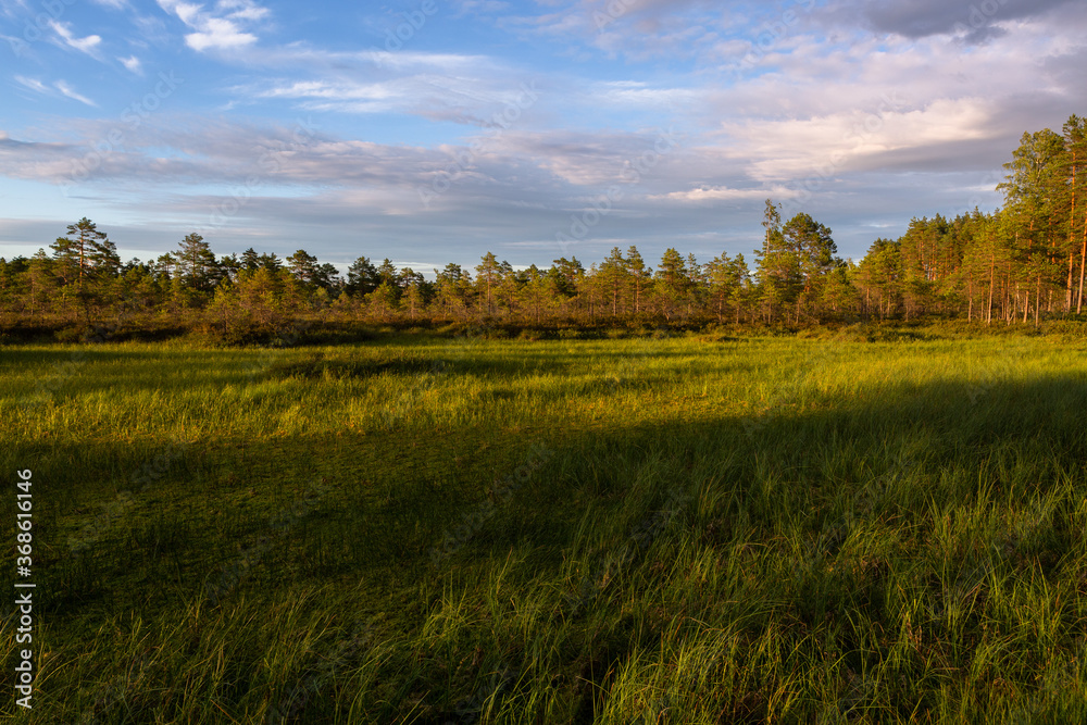 Fototapeta premium sunlight in the pine forest