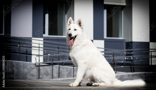 dog sits and looks against the background of a building, breed white Swiss shepherd