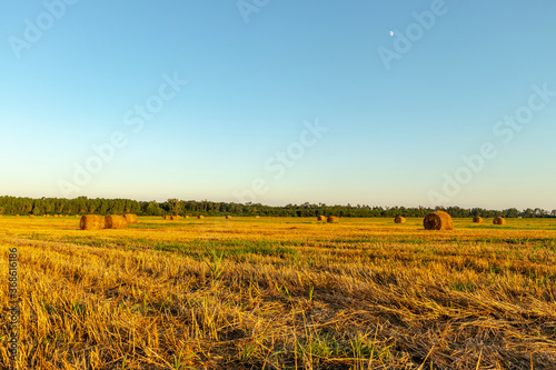golden wheat bales in the field