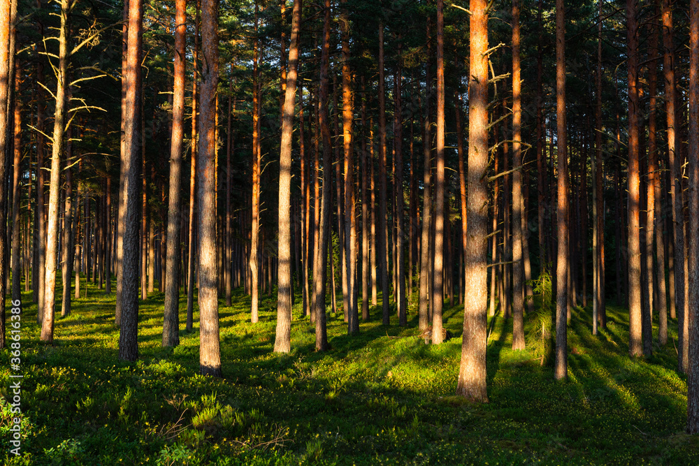 Fototapeta premium sunlit trees with shadows