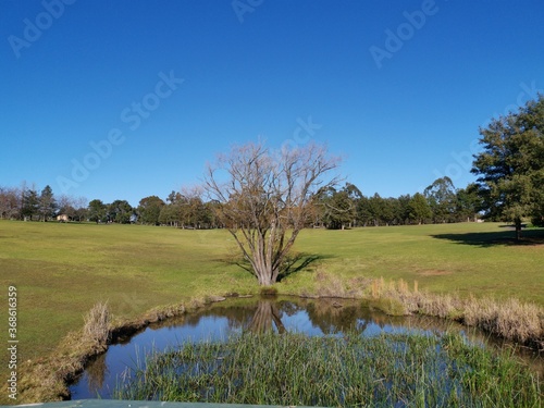 Beautiful morning view of a small pond in a park with reflections of deep blue sky and tall trees, Fagan park, Galston, Sydney, New South Wales, Australia photo