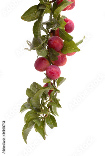 Small cherry plums, isolated on white background