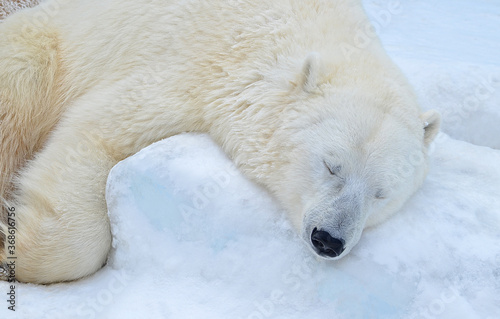 polar bear in the snow