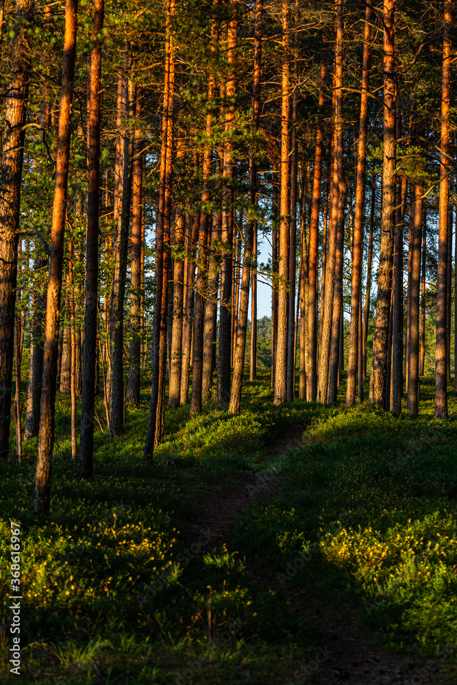 Naklejka premium sunlit trees with shadows