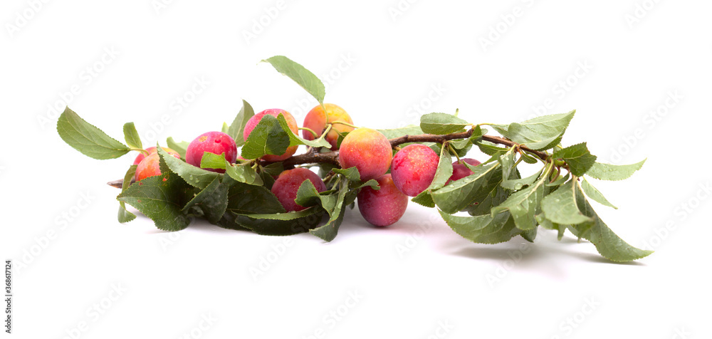 Small cherry plums, isolated on white background Small cherry plums, isolated on white background