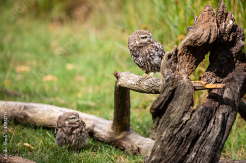The little owl  Athene noctua   sitting on the perch