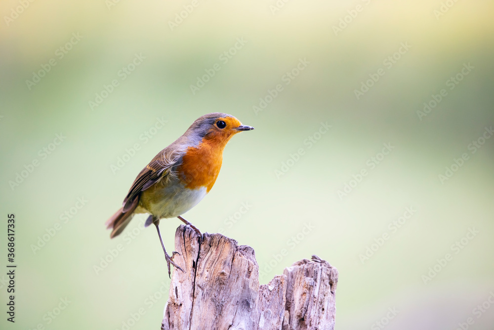 Robin (Erithacus rubecula), sitting on the perch