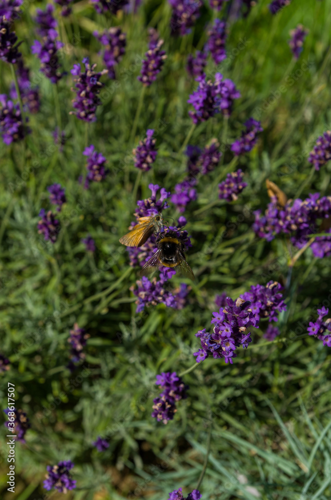 Obraz premium Bumblebee and butterfly in lavender flowers 