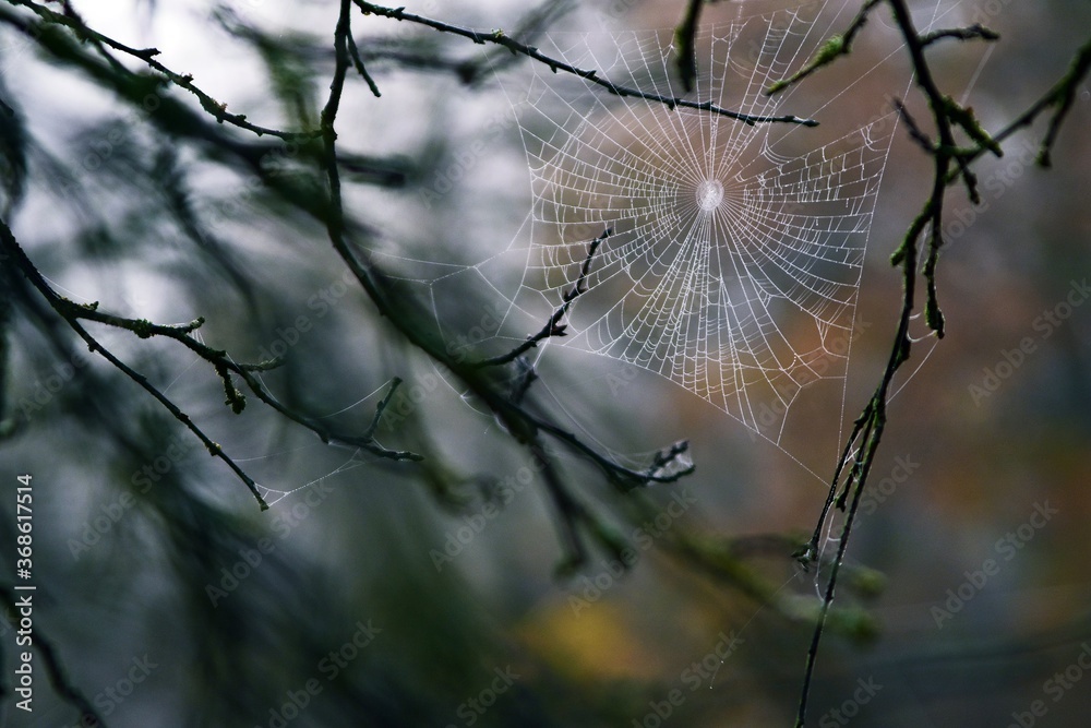 autumn spider web with water drops