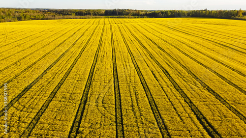 Aerial view of yellow rapeseed field