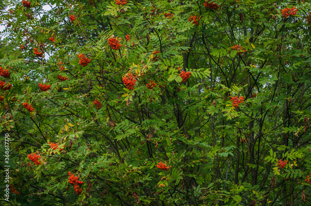 Blooms fresh beautiful viburnum in the woods
