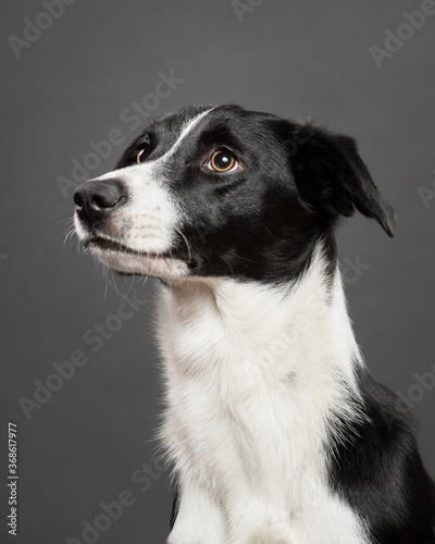 isolated black and white border collie head profile portrait sitting in a studio against a grey background