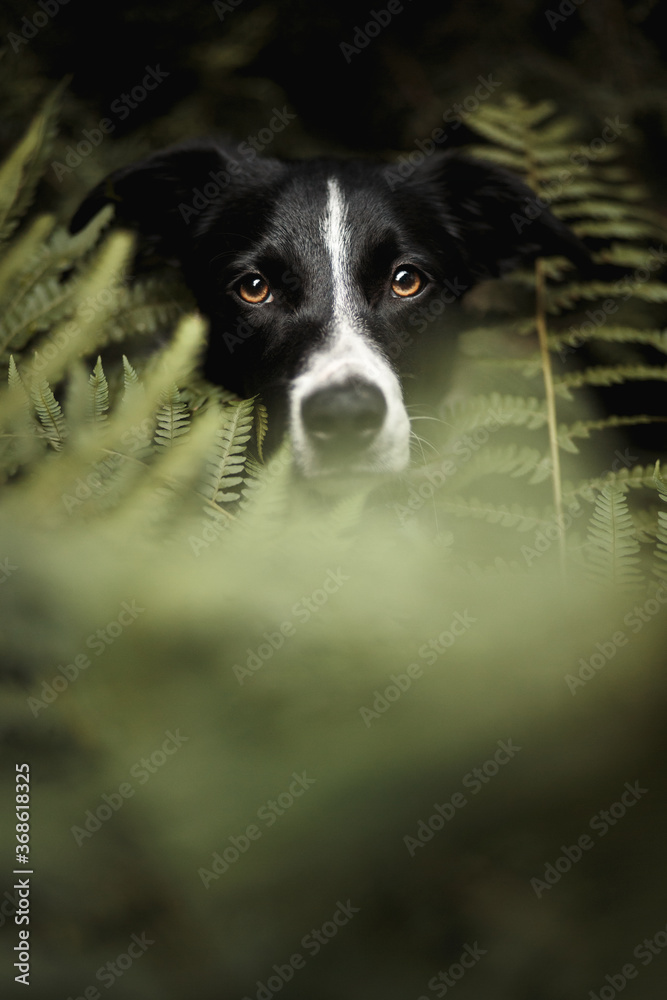 isolated black and white border collie head portrait sitting among fern brackens