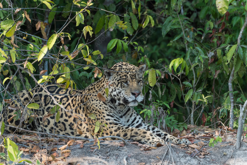 Male Jaguar (Panthera onca) lying on a riverbank, Cuiaba river, Pantanal, Mato Grosso, Brazil. Male Jaguar (Panthera onca) lying on a riverbank, Cuiaba river, Pantanal, Mato Grosso, Brazil.