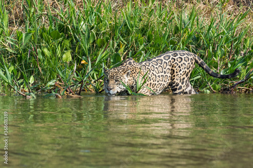 Male Jaguar  Panthera onca  stalking  Cuiaba river  Pantanal  Mato Grosso  Brazil