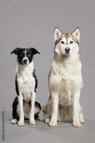 isolated black and white border collie and siberian husky dogs portrait sitting in a studio against a grey background