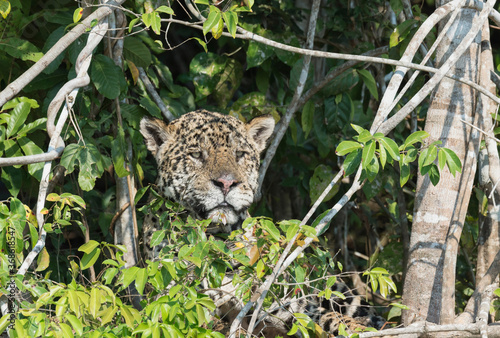 Male Jaguar  Panthera onca  hidden on a riverbank  Cuiaba river  Pantanal  Mato Grosso  Brazil