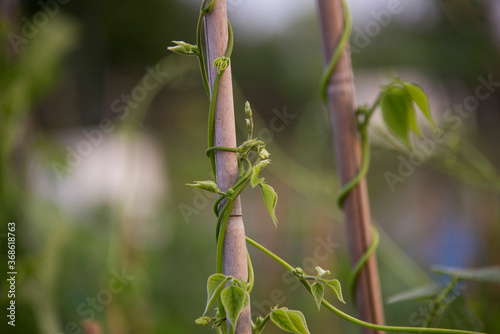 Crop of Green Beans (Phaseolus vulgaris) growing up a bamboo cane