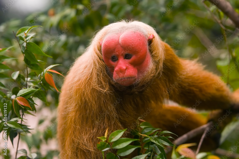 Fototapeta premium Red uakari monkey, Portrait, Amazon state, Brazil.