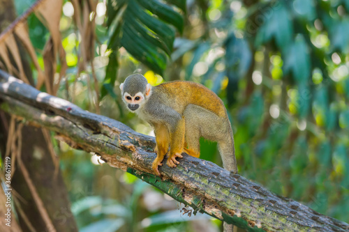 Squirrel monkey  Saimiri sciureus   Amazon state  Brazil