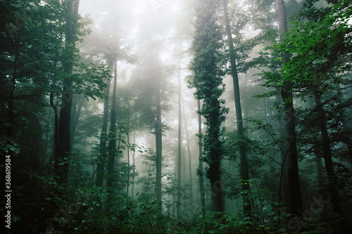 Misty landscape with deciduous green forest. Moody  fantasy forest scene. 