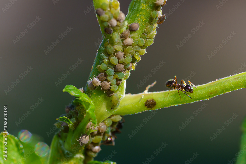 Colony of aphids and ants on garden plants Colony of aphids and ants on garden plants