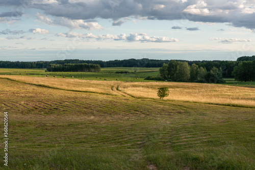 summer landscapes with clouds and fields