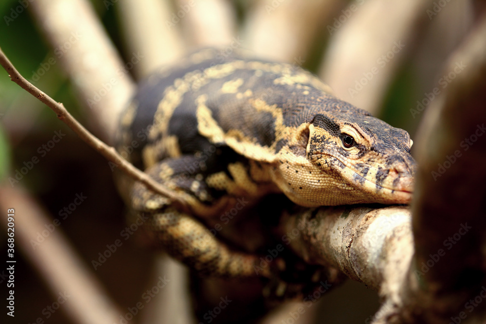 Obraz premium The Asian water monitor (Varanus salvator) is a large varanid lizard native to South and Southeast Asia.