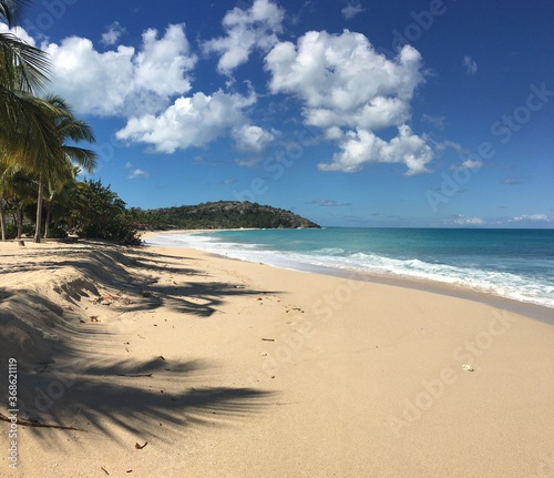 tropical beach with palm trees