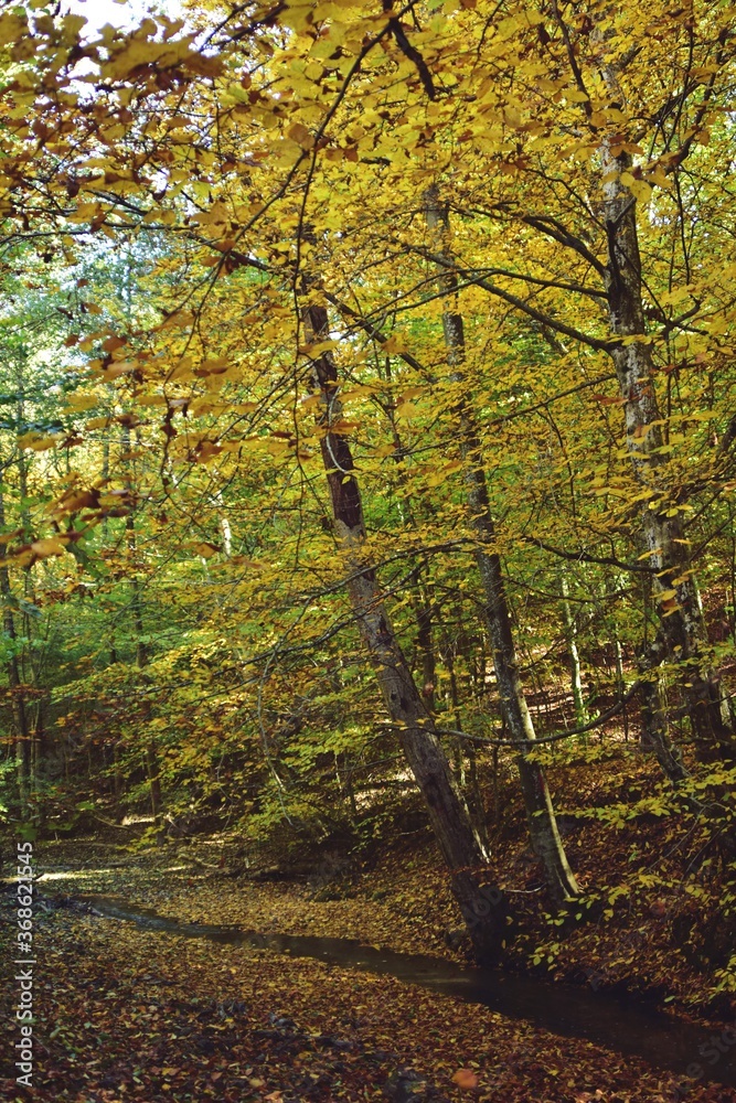small river in the forest in the autumn season
