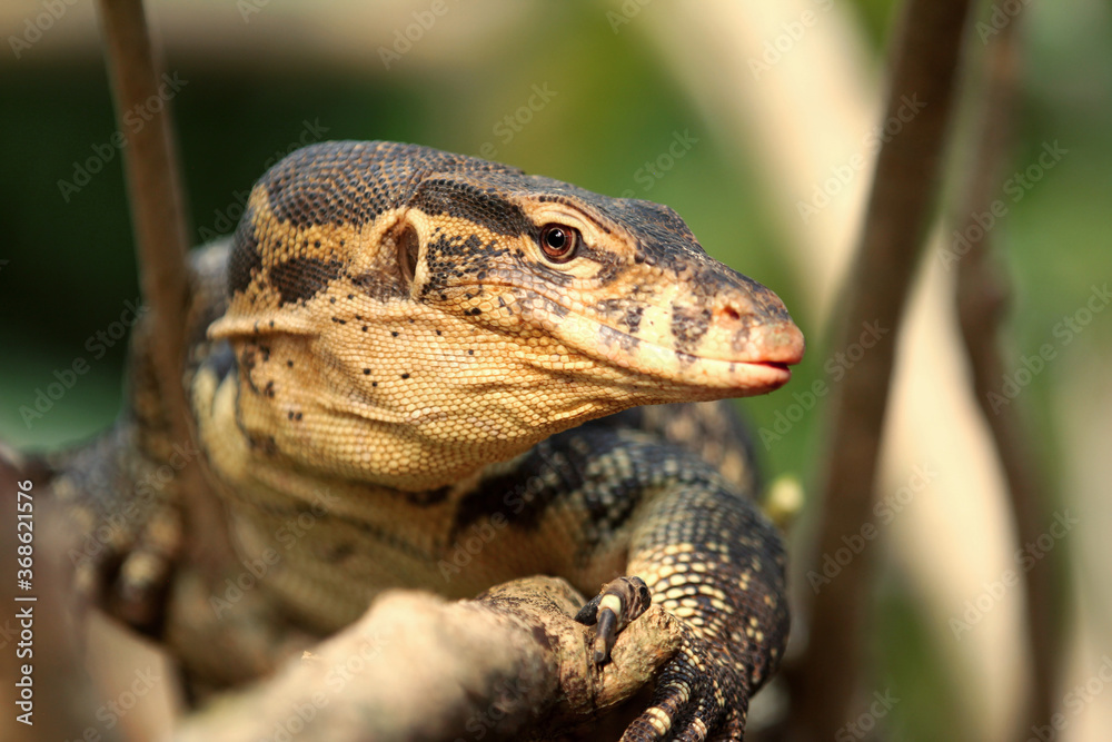 The Asian water monitor (Varanus salvator) is a large varanid lizard native to South and Southeast Asia.