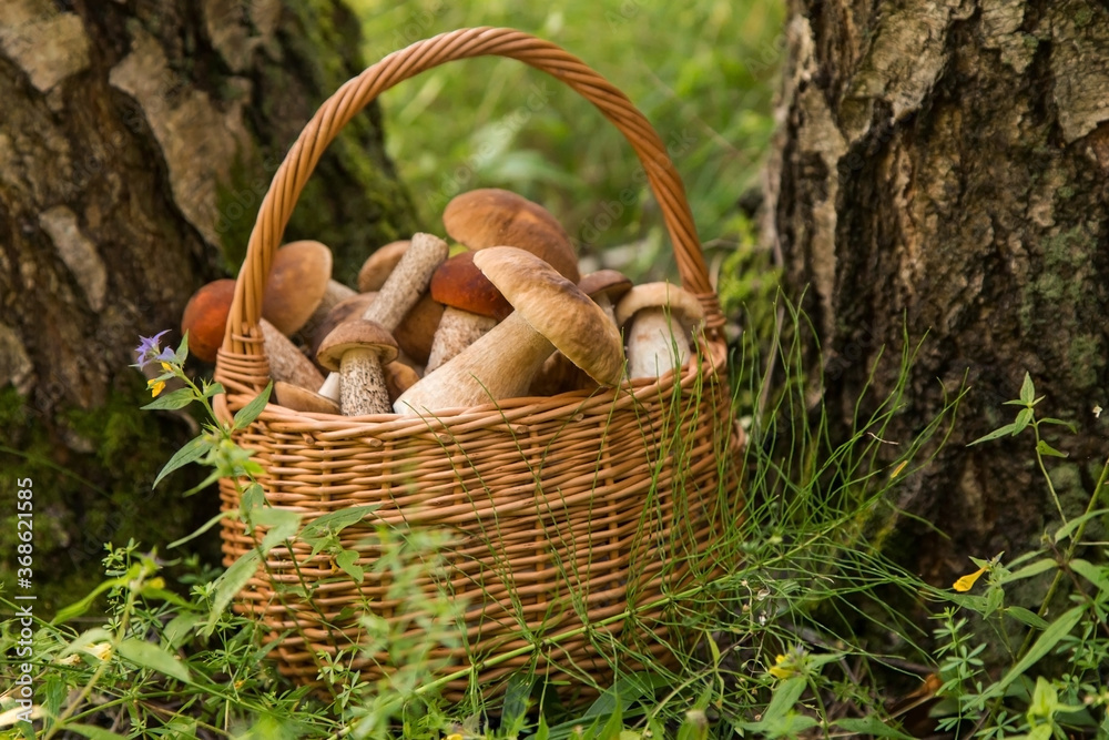 Edible mushrooms porcini in the wicker basket in forest. Nature, summer, autumn, fall harvest Edible mushrooms porcini in the wicker basket in forest. Nature, summer, autumn, fall harvest