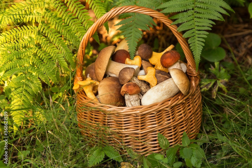 Edible mushrooms porcini in the wicker basket in green grass and fern leaves. Natural, forest, meadow 