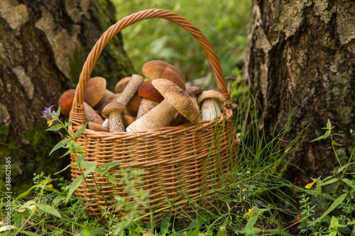Edible mushrooms porcini in the wicker basket in forest. Nature, summer, autumn, fall harvest 