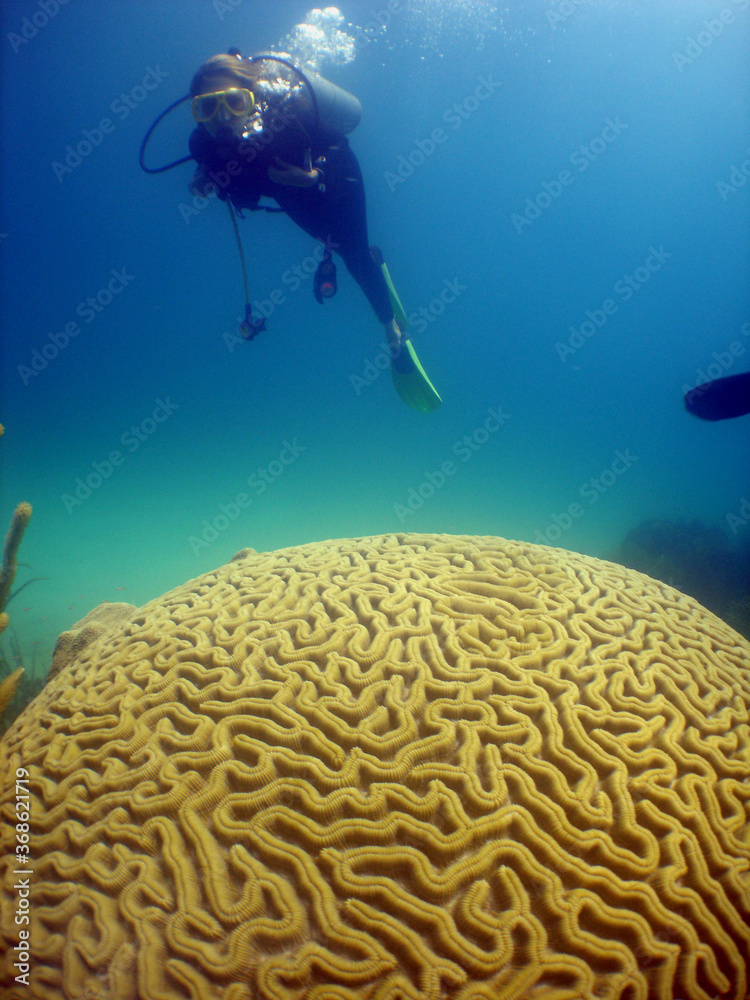underwater coral reef scuba diver caribbean sea Venezuela underwater coral reef scuba diver caribbean sea Venezuela