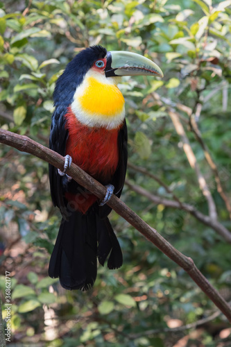 Red-breasted Toucan (Ramphastos dicolorus) on tree, Pantanal, Mato grosso, Brazil
