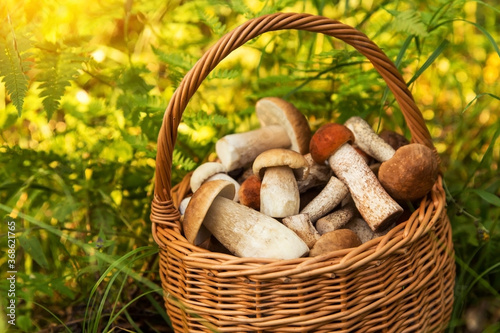 Freshly harvested edible porcini mushrooms in wicker basket in green grass in the forest in sunlight closeup