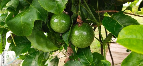 Passion fruit attached on the stems and green leaves
