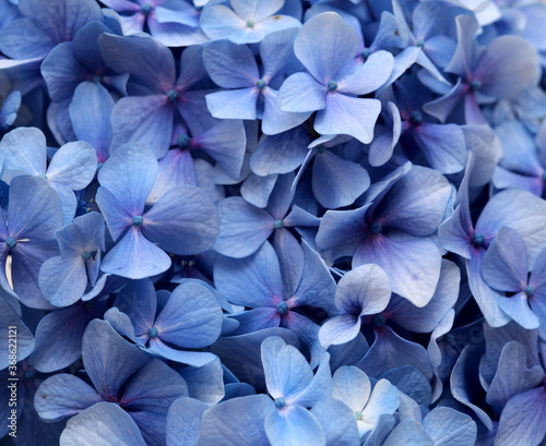 Natural floral background of blue flowers of Hydrangea macrophylla, bigleaf hydrangea