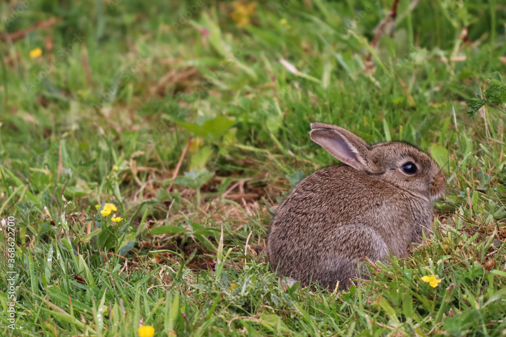 Fototapeta premium Rabbit