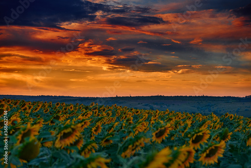 sunflower field in a beautiful sunset, sunlight and clouds