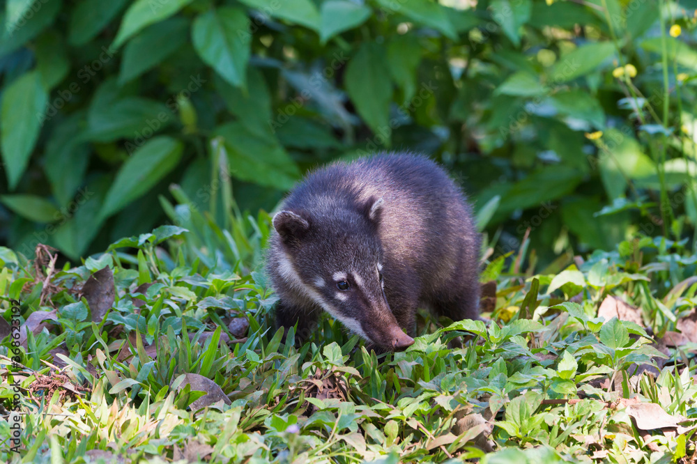 Coati (Nasua or Nasuella), Iguazu National Park, Parana State, Brazil Coati (Nasua or Nasuella), Iguazu National Park, Parana State, Brazil