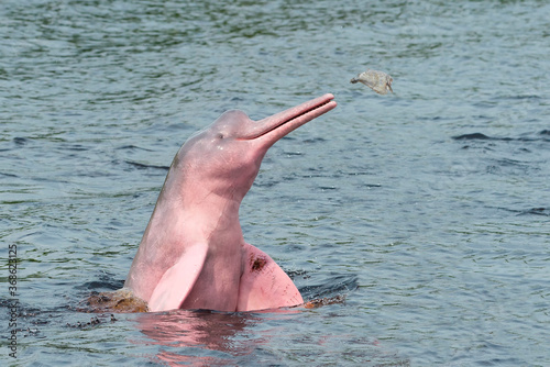 Hunting Amazon River Dolphin or Pink Amazon Dolphin (Inia geoffrensis), Rio Negro, Manaus, Amazon State, Brazil photo