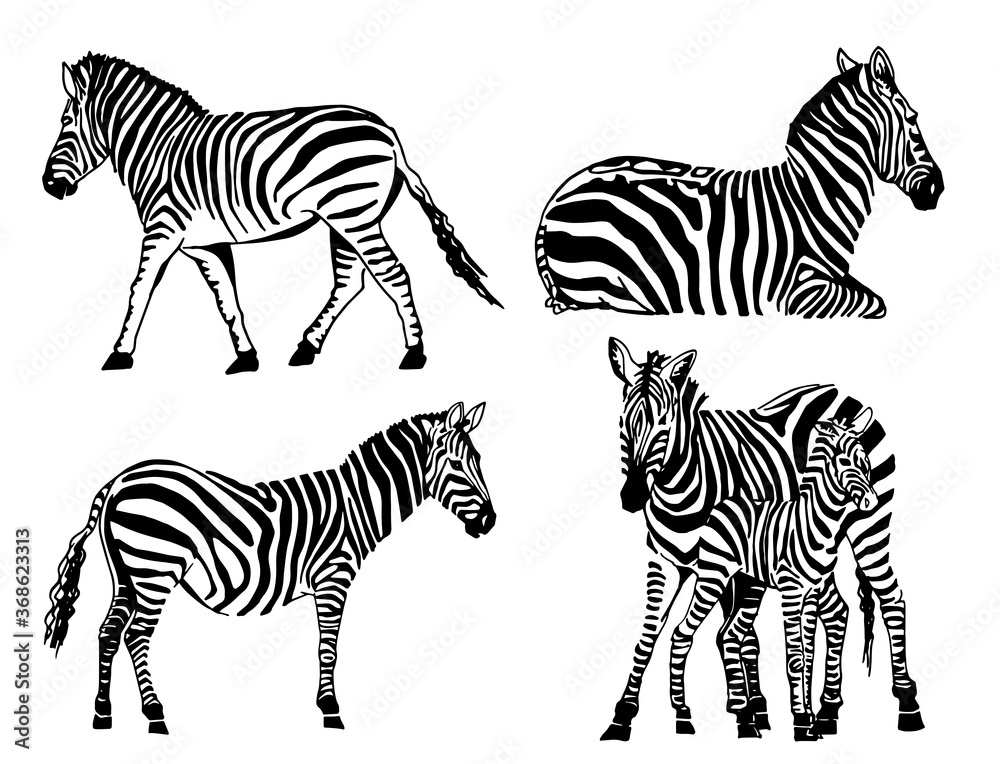 Fototapeta premium Vector set of zebras isolated on white, graphical elements